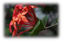 ::Pictures to use:flower.jpg