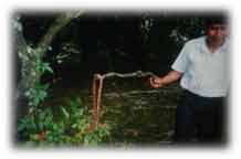 ::Pictures to use:coralsnake.jpg